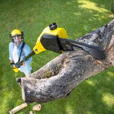 Best Storm Damage Tree Cleanup  in Farrell, PA