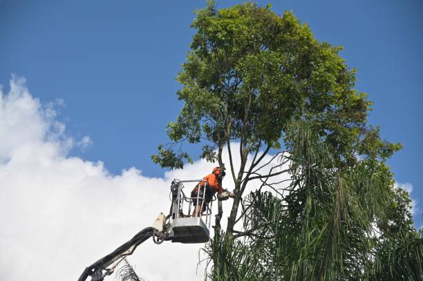 Best Arborist Consultation Services  in Farrell, PA