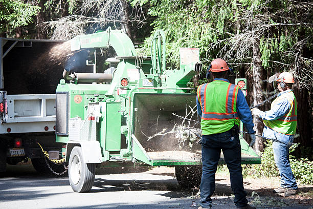 Best Tree Trimming and Pruning  in Farrell, PA