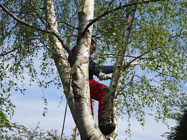 How Our Tree Care Process Works  in  Farrell, PA